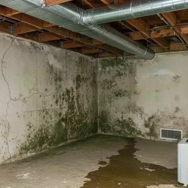 Professional Mold Removal in Huntsville, TX